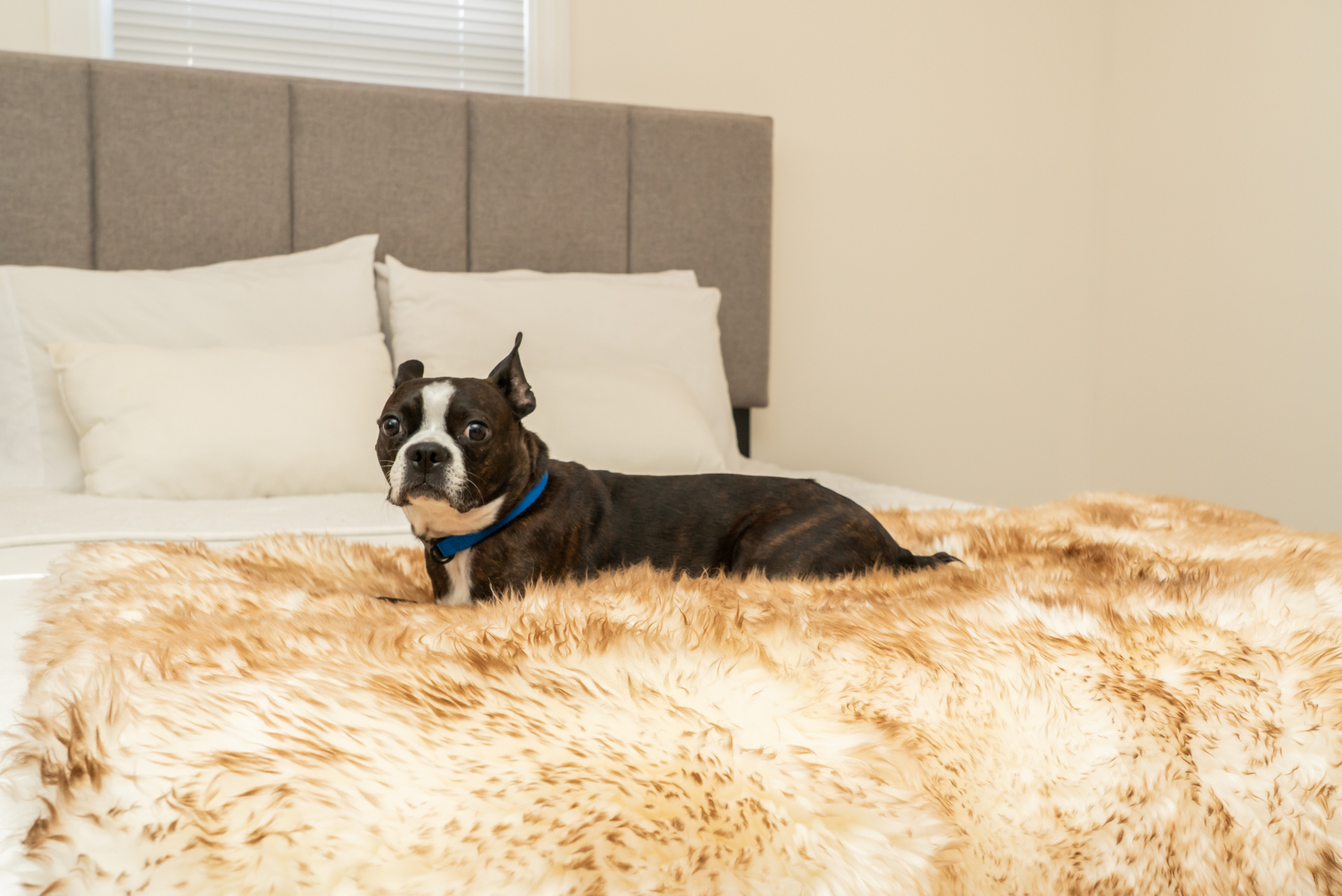 Ecolux Sheepskin Pet Blanket – Premium Real Wool Comfort Woolf Brands