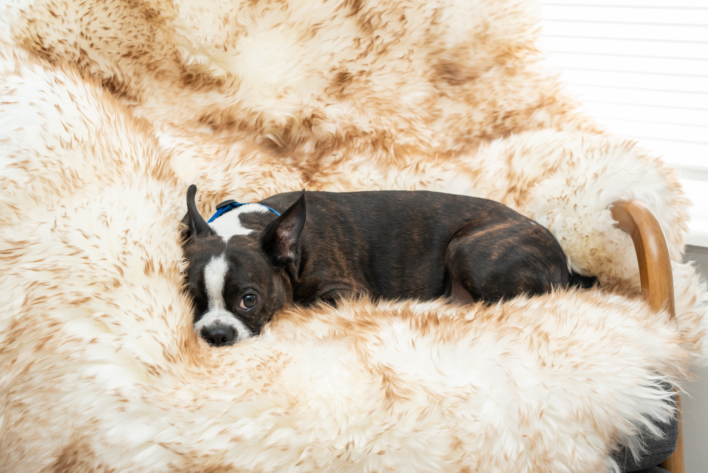 Ecolux Sheepskin Pet Blanket – Premium Real Wool Comfort Woolf Brands
